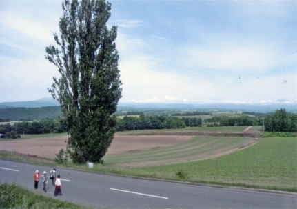 R}[VŗLɂȂPƃ[̖؂łB